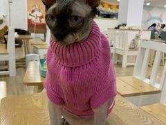-李小姐の猫咖啡馆(五角场店)