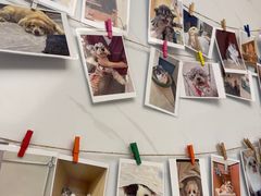 -瑞派康怡24h宠物医院·犬猫医疗中心·微创绝育(瑞景分院)