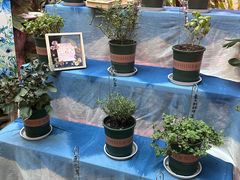 -正佳雨林生态植物园