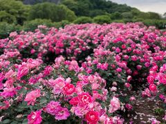 -上海辰山植物园
