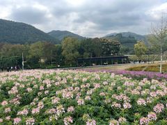 -径山花海