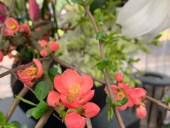-上海鲜花港