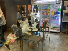 -more than meow吴止猫主题餐厅(承德 中船汇店)