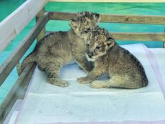 -栾川竹海野生动物园