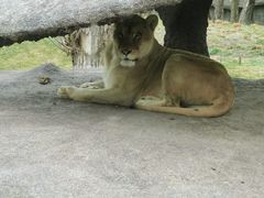 -北京野生动物园