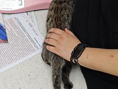 -宠颐生宠物医院·心肾内科·猫专科诊疗中心宠巢店