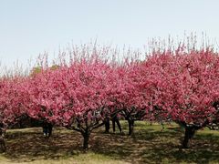 -莲花池公园