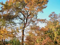 -广州市石门国家森林公园