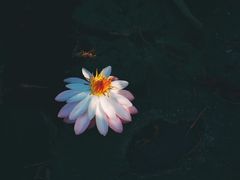 -五缘湾湿地公园