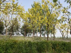 -东郊湿地公园