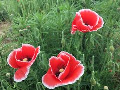 -娜娜大盘鸡(景华路店)