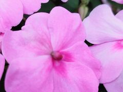 -复旦大学附属华山医院(江苏路分部)