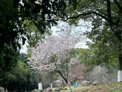 -石峰公园
