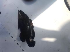 -芽庄洲际酒店自助餐厅