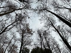 -上海共青森林公园