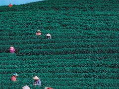 -龙坞茶村