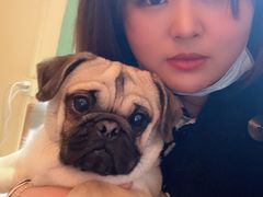 -喜柴咖啡·柴犬狗咖