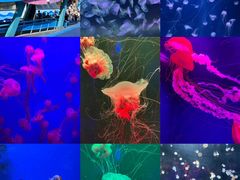 -海合安天津极地海洋公园