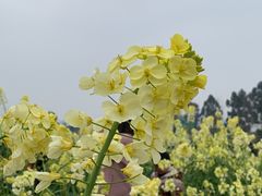-三圣花乡旅游区