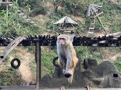 -西双版纳原始森林公园
