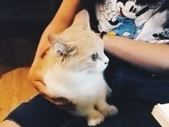 -猫色咖啡·猫咖