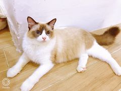-李小姐の猫咖啡馆(五角场店)