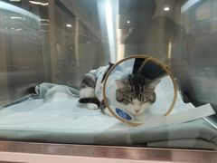 -萌兽医馆·犬猫专科·眼科中心·宠物医院(朝阳门分院)