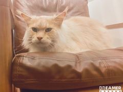 -佐罗家宠物馆·猫文化馆(紫霞路店)
