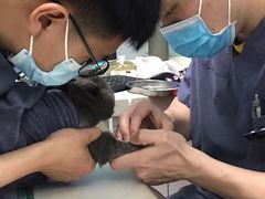 -伟伟宠物医院·瑞派猫友好医院·猫科(光谷店)