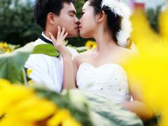 -百万葵园
