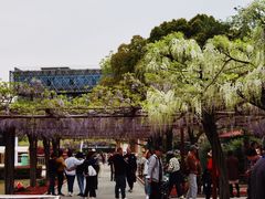 -嘉定紫藤园