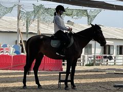 -北京群众马术培训基地