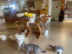 -猫咖时代(中山亭店)
