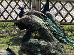 -哈尔滨北方森林动物园