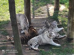 -西霞口神雕山野生动物世界