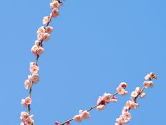 -梅花山(明孝陵内)