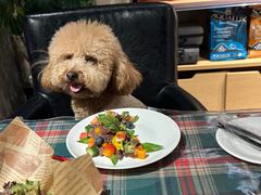 -百好乐宠物友好餐厅(朝外大街店)