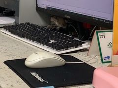 -半岛宠物医院24小时·内窥镜·牙科·碎石中心(府城大道店)