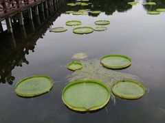 -荷塘月色湿地公园·向阳花洲