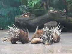 -广州长隆飞鸟乐园