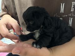 -艾贝尔宠物医院·狂犬免疫点(江山金象城店)