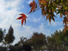 -贡湖湾湿地公园