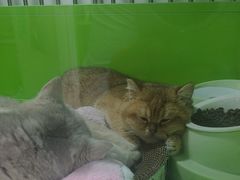 -唐小姐の猫狗洗护·购宠旗舰店(周浦万达店)