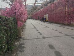 -北京凤凰岭