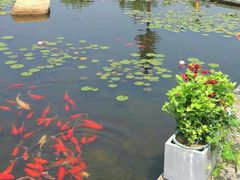 -白马涧龙池景区