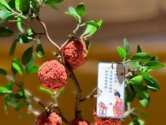 妃子笑-长安大牌档之上元灯会(南大街店)