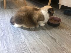 -猫十亿·布偶金渐层·曼基康矮脚猫舍(青年路店)