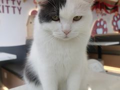 -喵园·猫主题咖啡厅·撸猫·猫咖(国贸店)