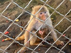 -西霞口神雕山野生动物世界