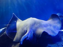 -上海海洋水族馆